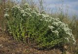 Teucrium capitatum