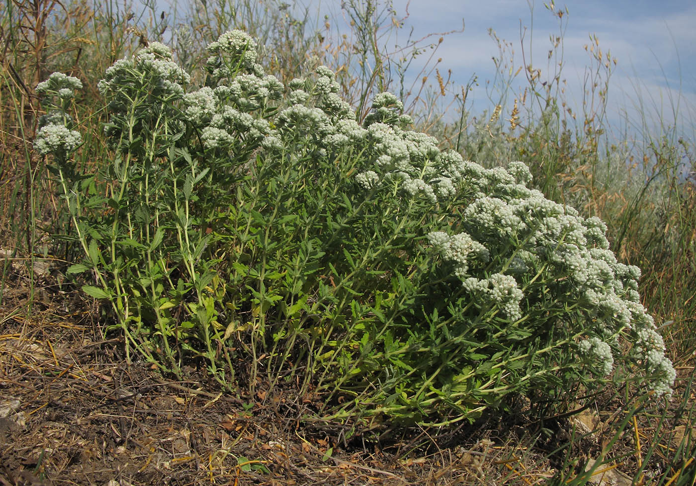 Изображение особи Teucrium capitatum.