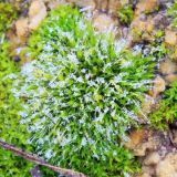 Grimmia pulvinata. Спороносящие растения. Ростовская обл., Неклиновский р-н, Новобессергеневское с/п, у дороги, на известняке. 06.02.2013.