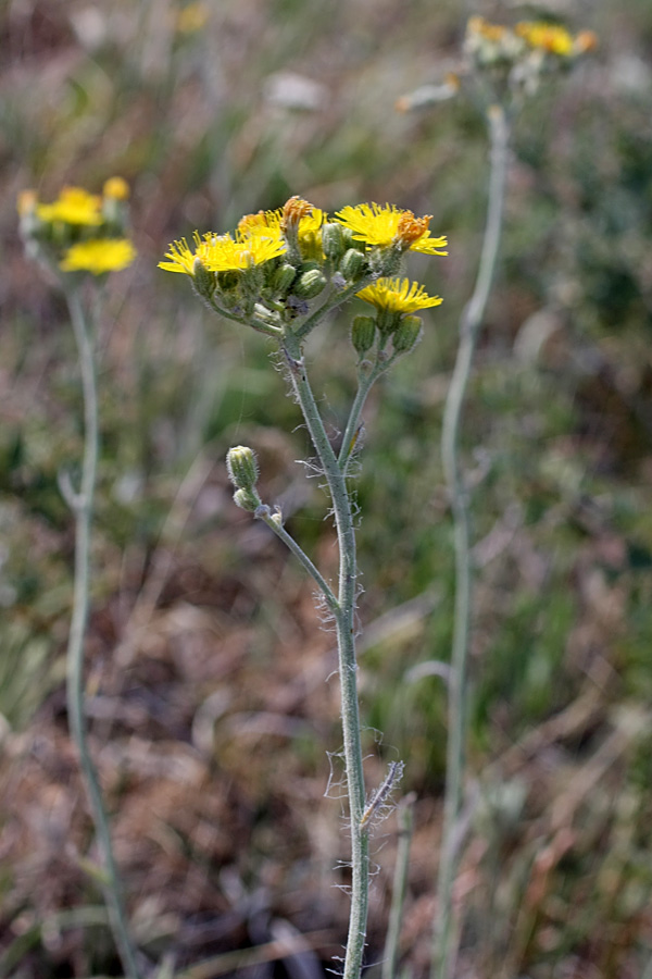 Изображение особи Pilosella echioides.