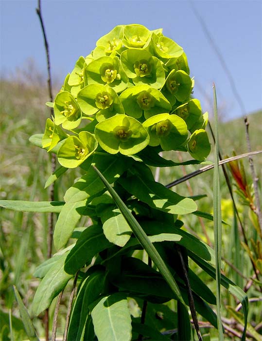 Image of Euphorbia condylocarpa specimen.