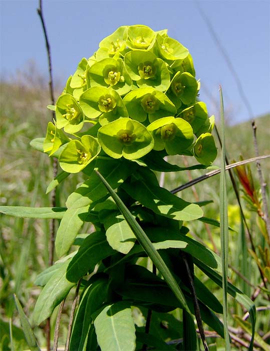 Изображение особи Euphorbia condylocarpa.