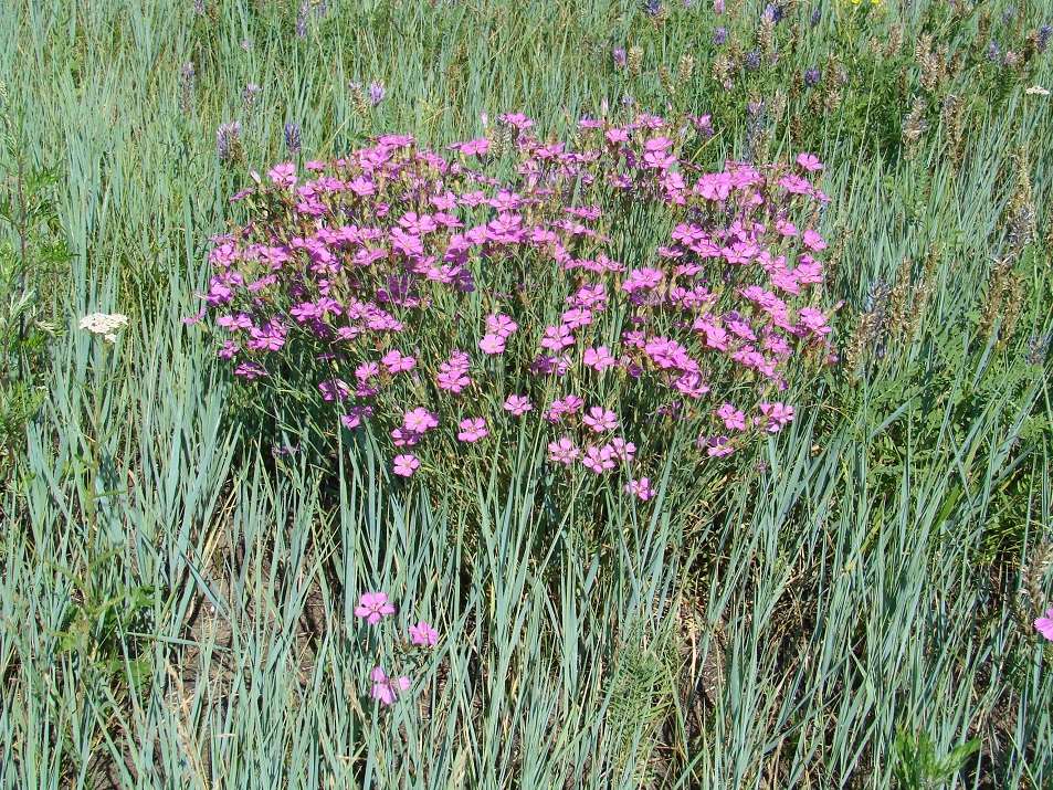 Изображение особи Dianthus versicolor.