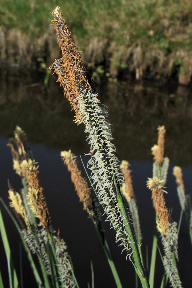 Изображение особи Carex elata.