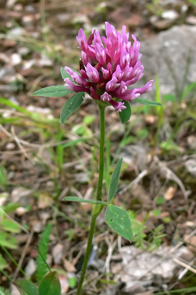 Image of Trifolium medium specimen.