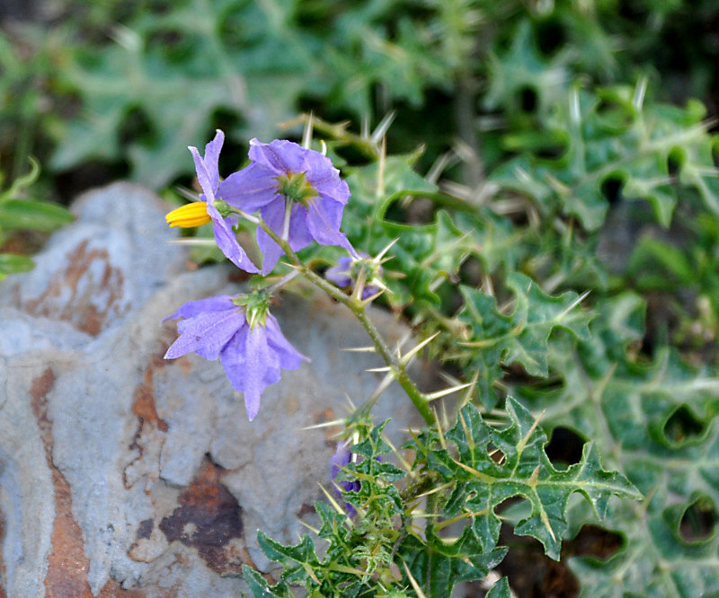 Изображение особи Solanum surattense.