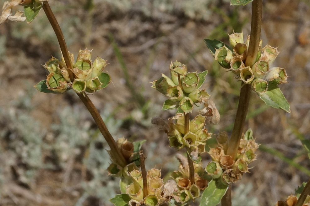 Image of Phlomoides iliensis specimen.