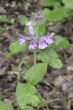 Clinopodium caucasicum. Верхушка цветущего растения. Крым, Бахчисарайский р-н, окр. бывшего с. Подлесное, лиственный лес. 08.06.2014.