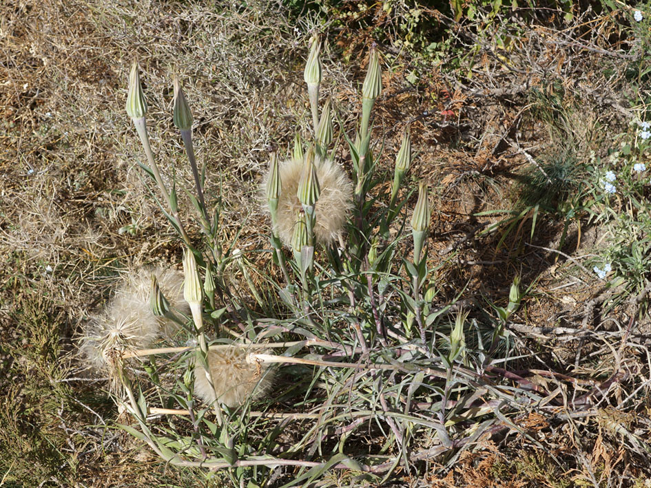 Изображение особи Tragopogon marginifolius.