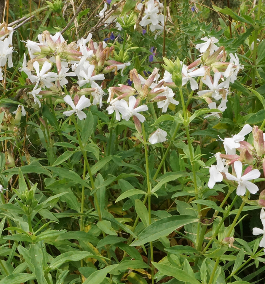 Изображение особи Saponaria officinalis.