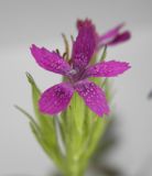 Dianthus armeria