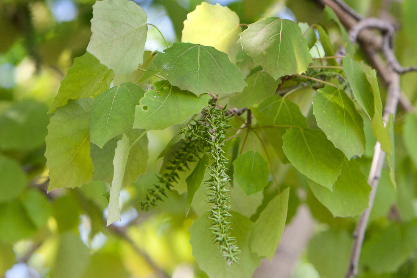 Изображение особи Populus tremula.