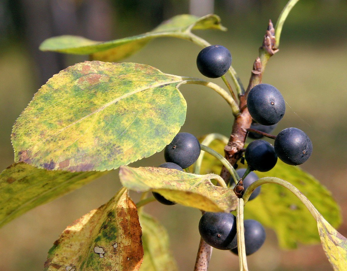 Изображение особи Rhamnus davurica.