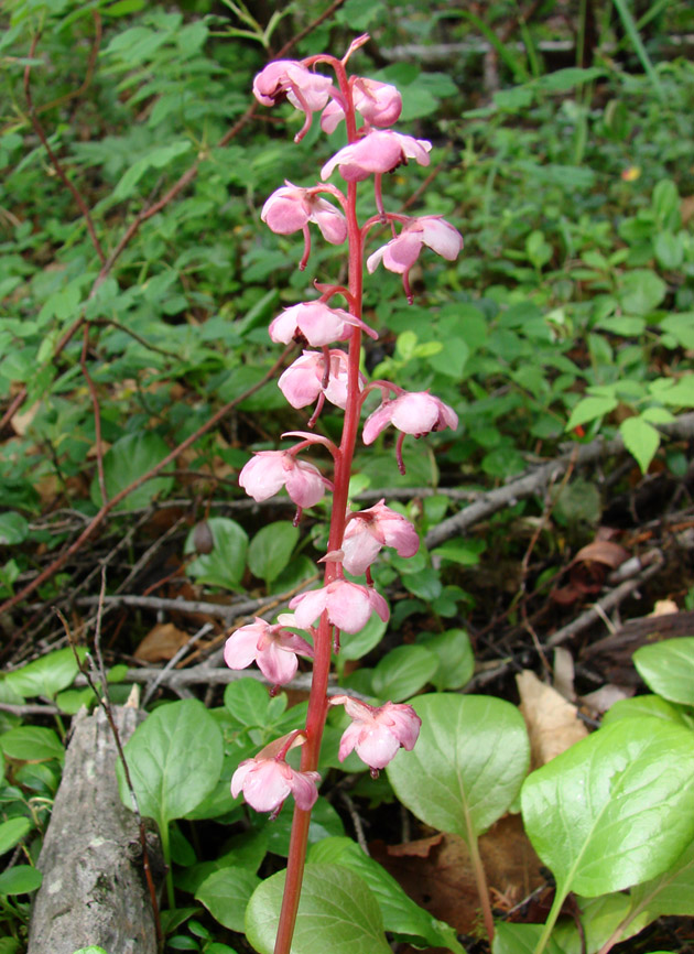 Image of Pyrola incarnata specimen.