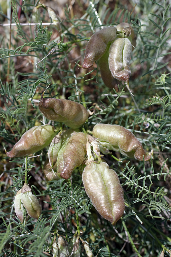 Image of Astragalus pachyrrhizus specimen.