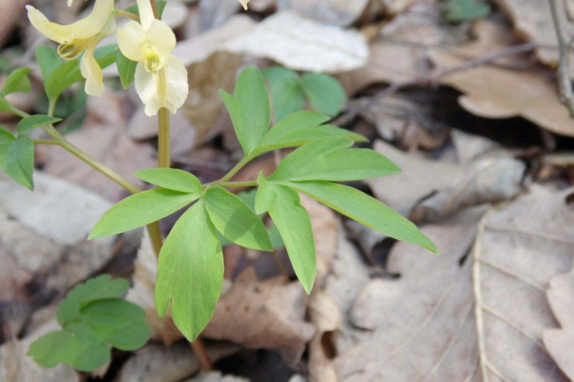 Image of Corydalis marschalliana specimen.