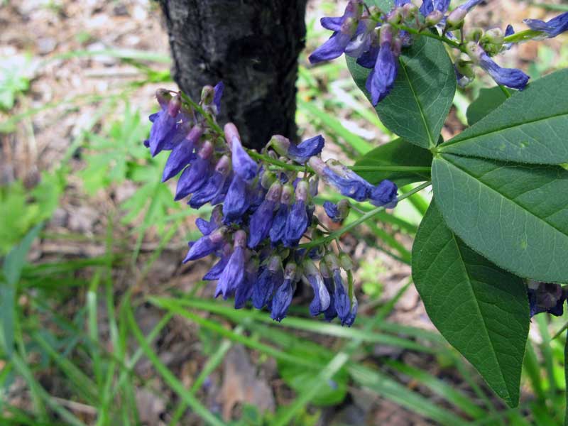 Image of Vicia unijuga specimen.