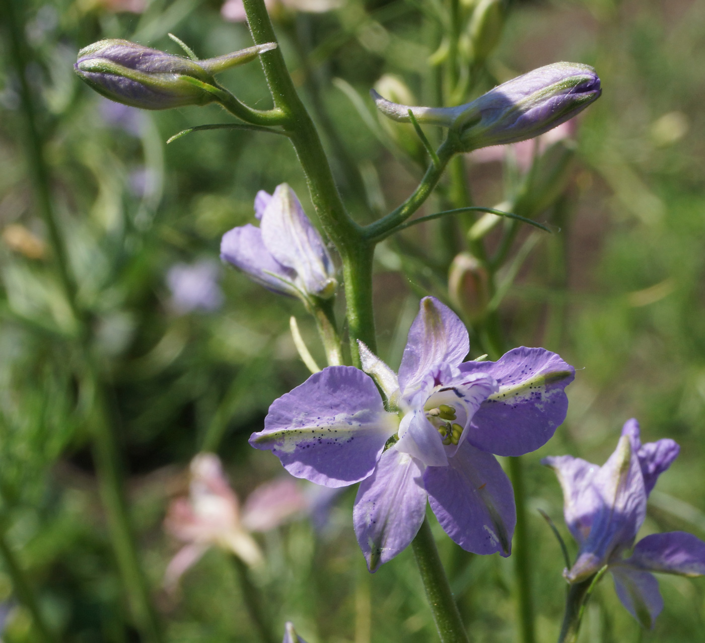 Image of Delphinium ajacis specimen.