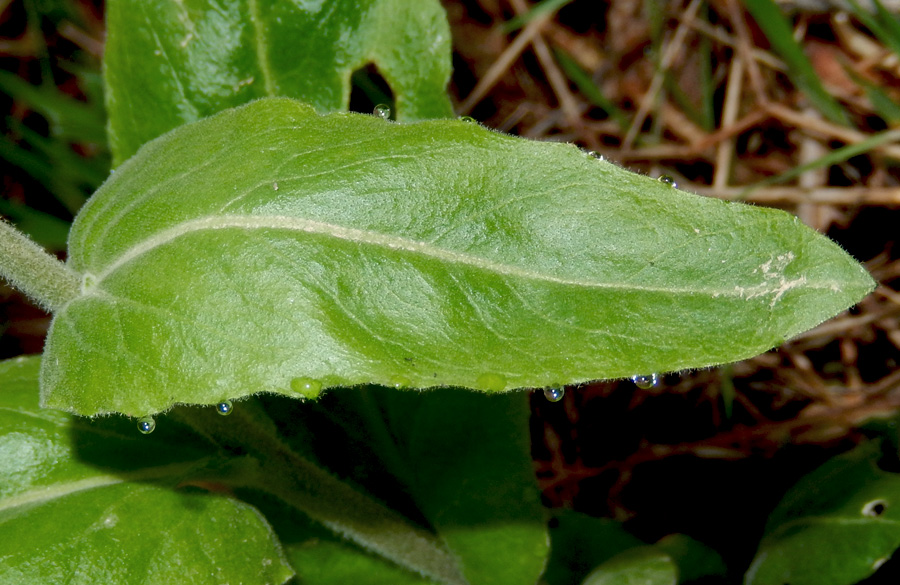 Изображение особи Arabis turrita.