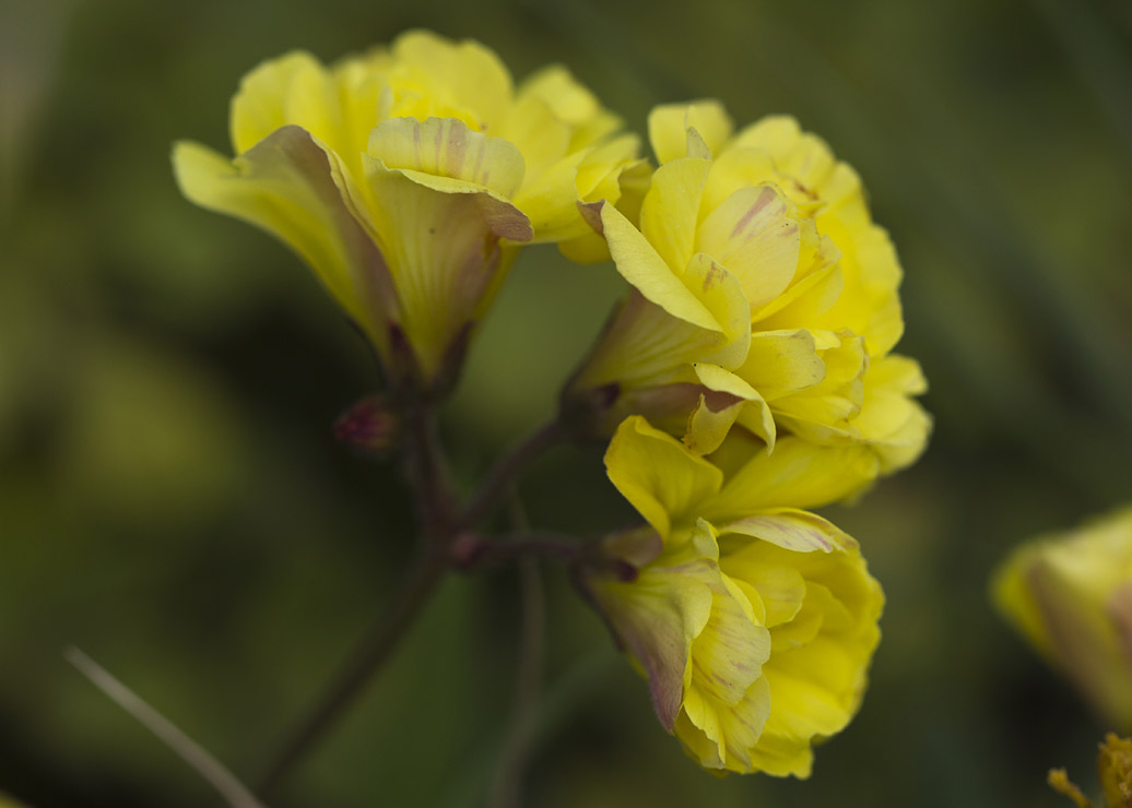 Изображение особи Oxalis pes-caprae f. pleniflora.