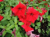 Petunia &times; atkinsiana