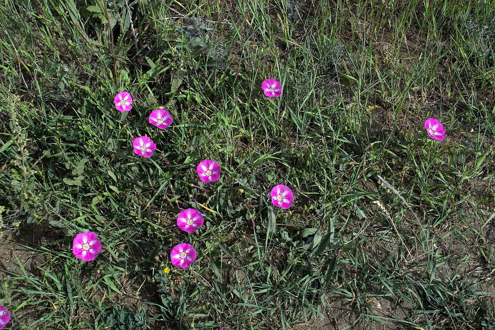 Image of Convolvulus chinensis specimen.