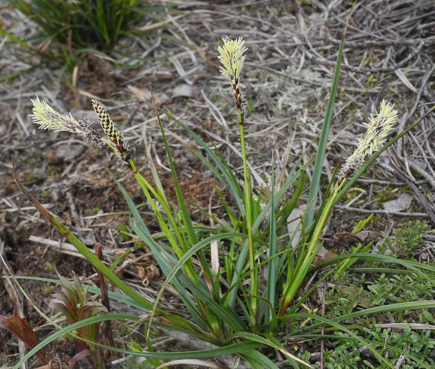 Изображение особи Carex ericetorum.