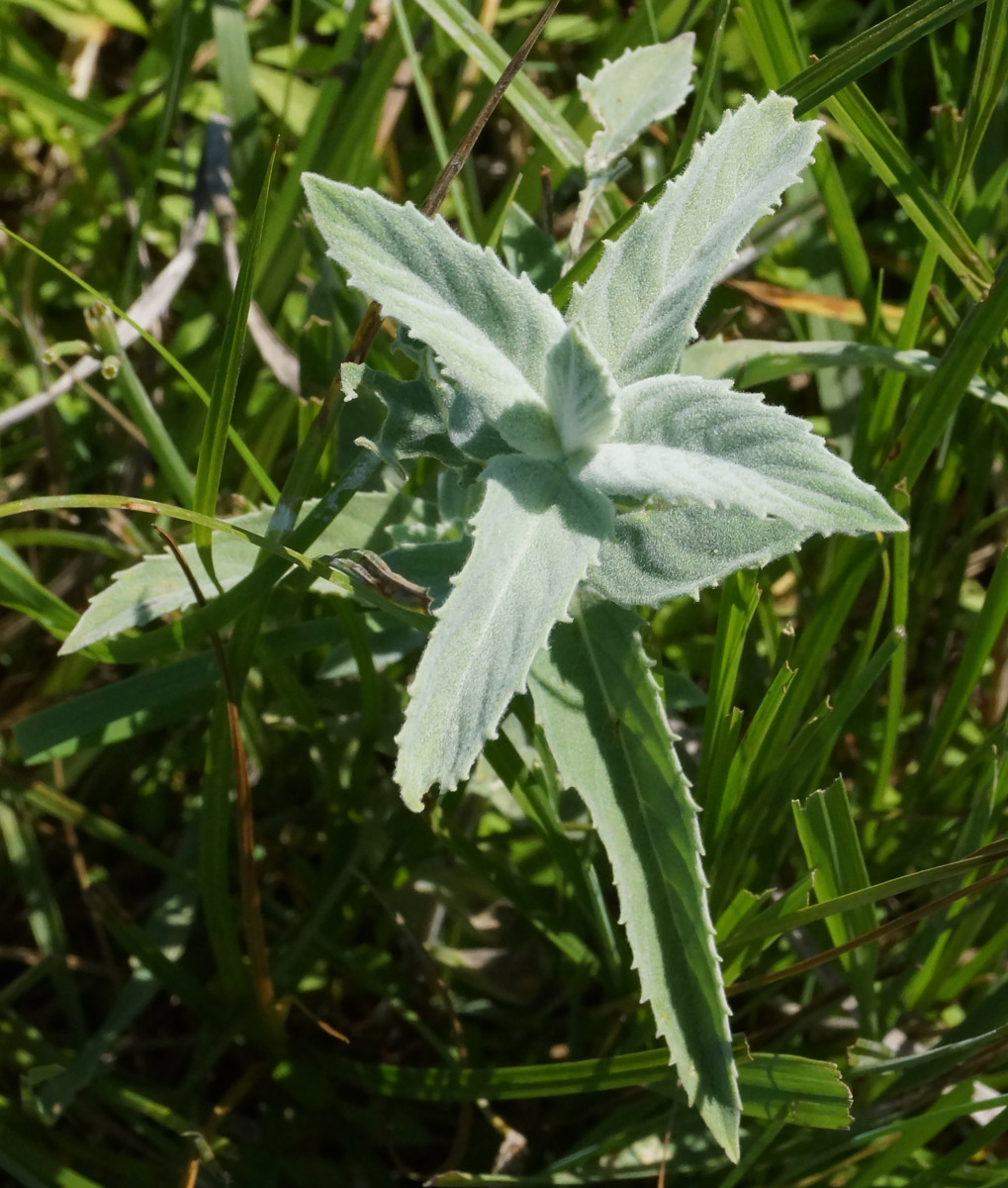 Изображение особи Mentha asiatica.