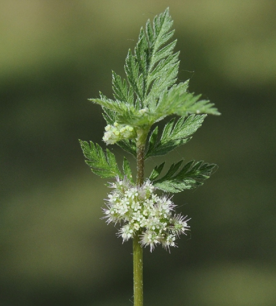 Image of Torilis nodosa specimen.