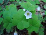 Oxalis acetosella