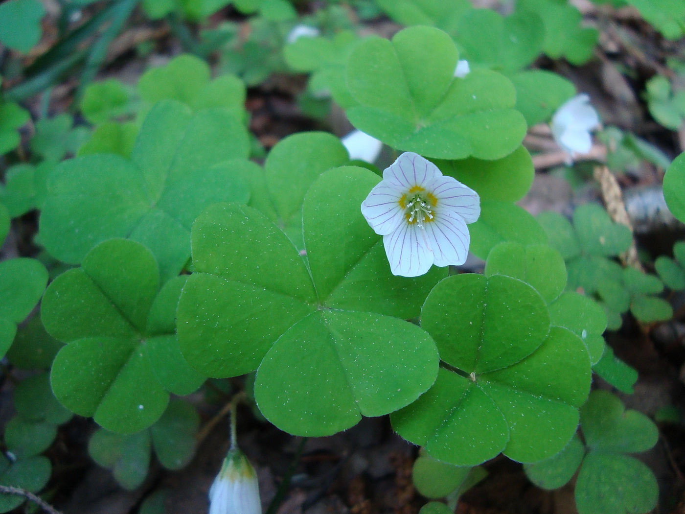 Изображение особи Oxalis acetosella.