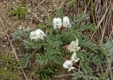 Oxytropis malacophylla