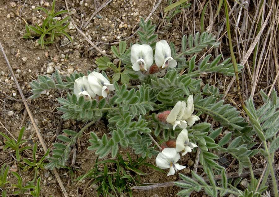 Изображение особи Oxytropis malacophylla.