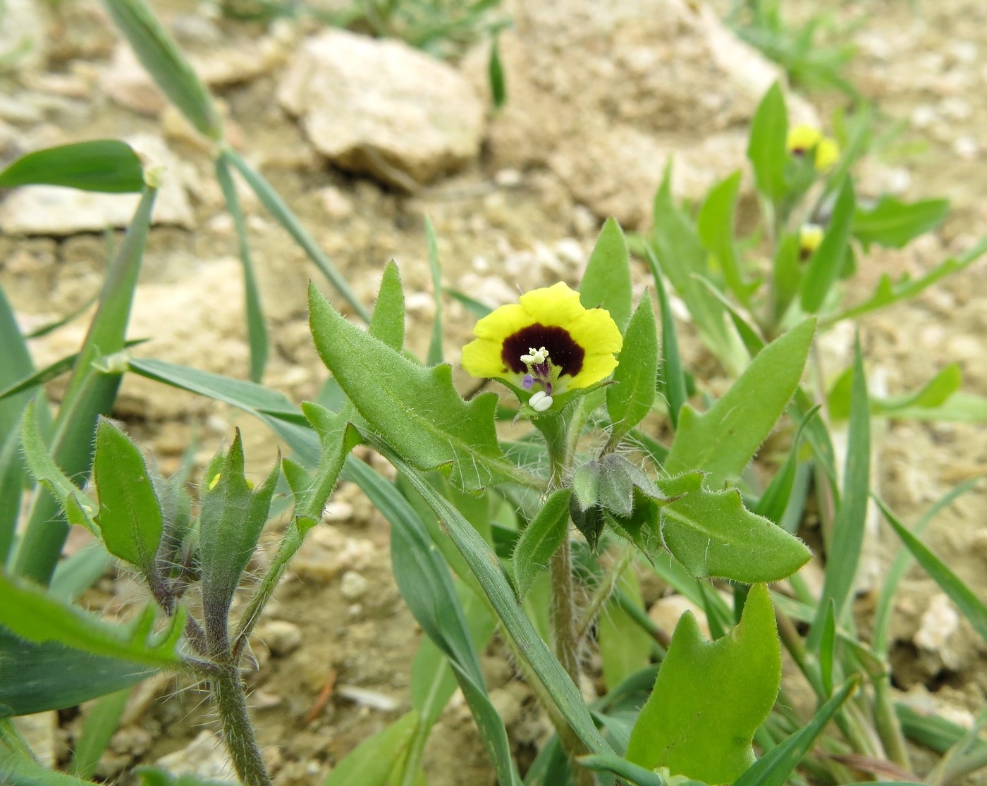 Изображение особи Hyoscyamus pusillus.