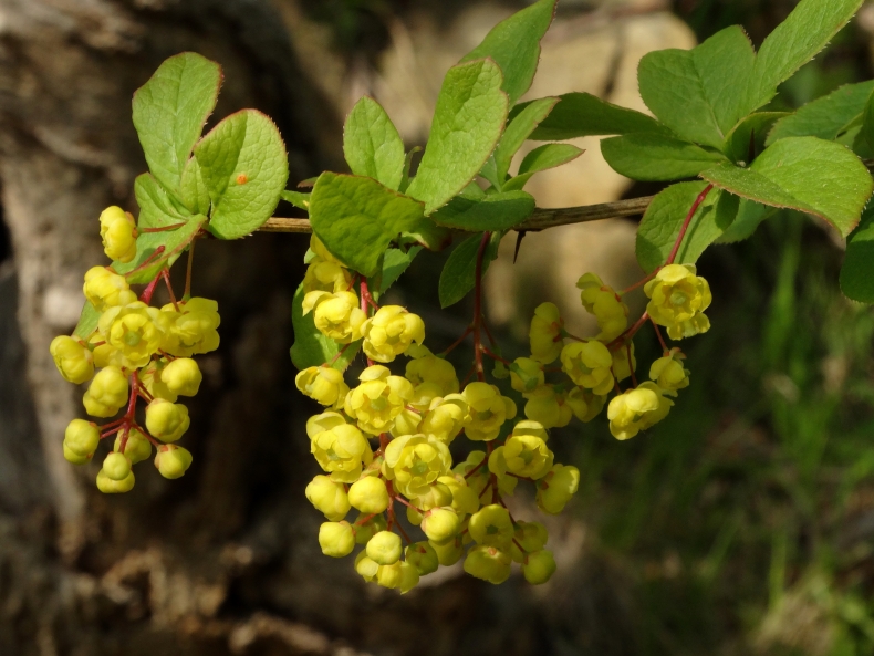 Изображение особи Berberis amurensis.