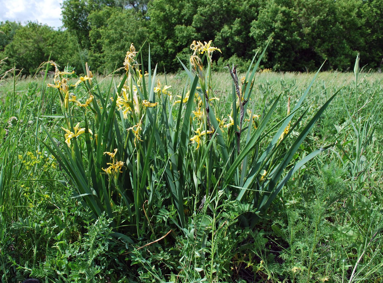 Изображение особи Iris halophila.