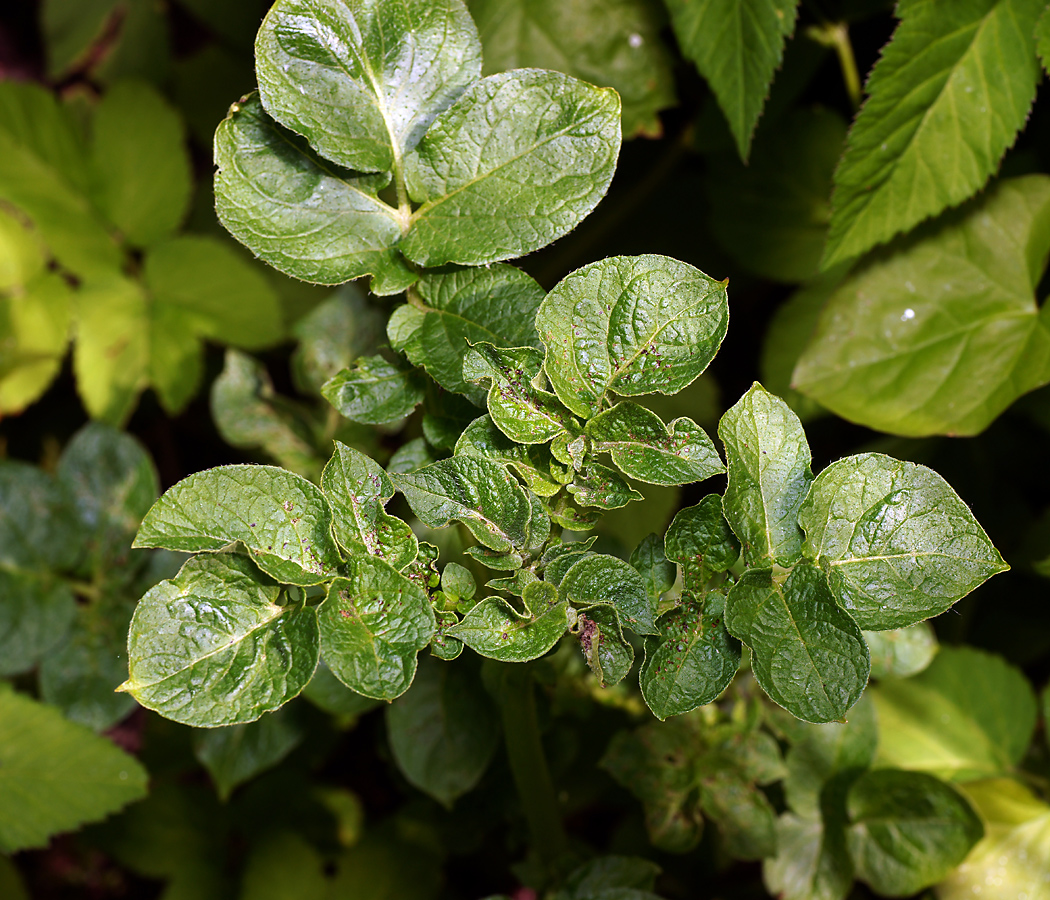 Изображение особи Solanum tuberosum.