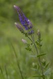 Salvia tesquicola