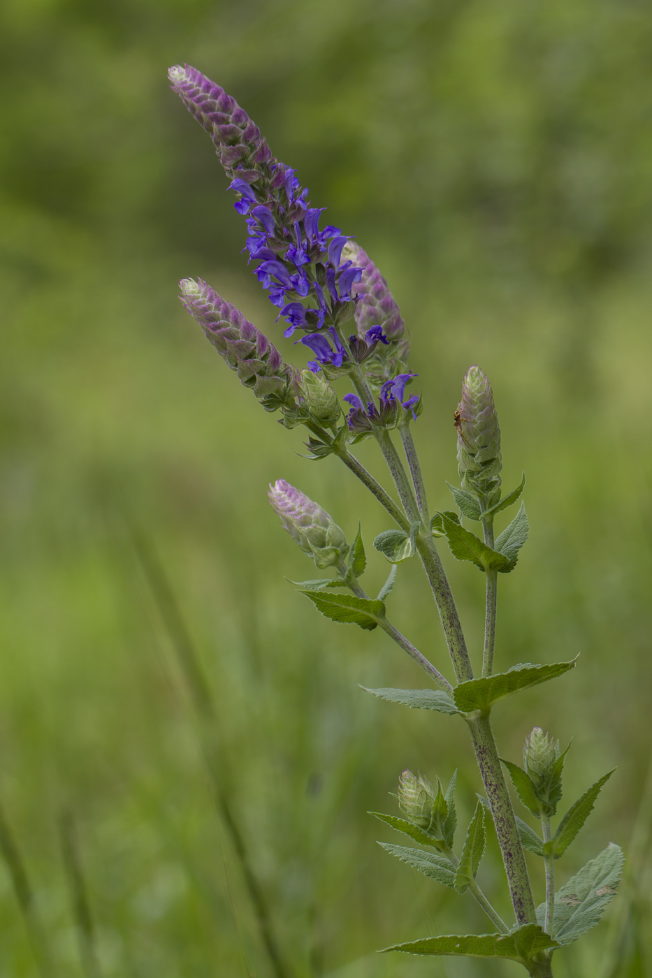 Изображение особи Salvia tesquicola.