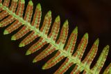 Polypodium sibiricum