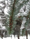 Abies numidica. Побег с незрелыми микростробилами. Крым, Симферополь, ботсад университета. 5 февраля 2010 г.