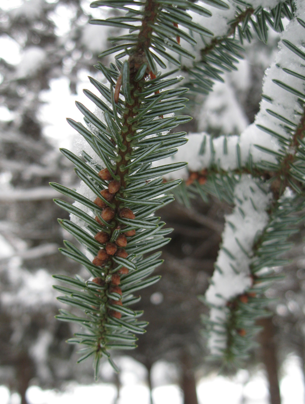 Image of Abies numidica specimen.