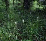 Platanthera bifolia