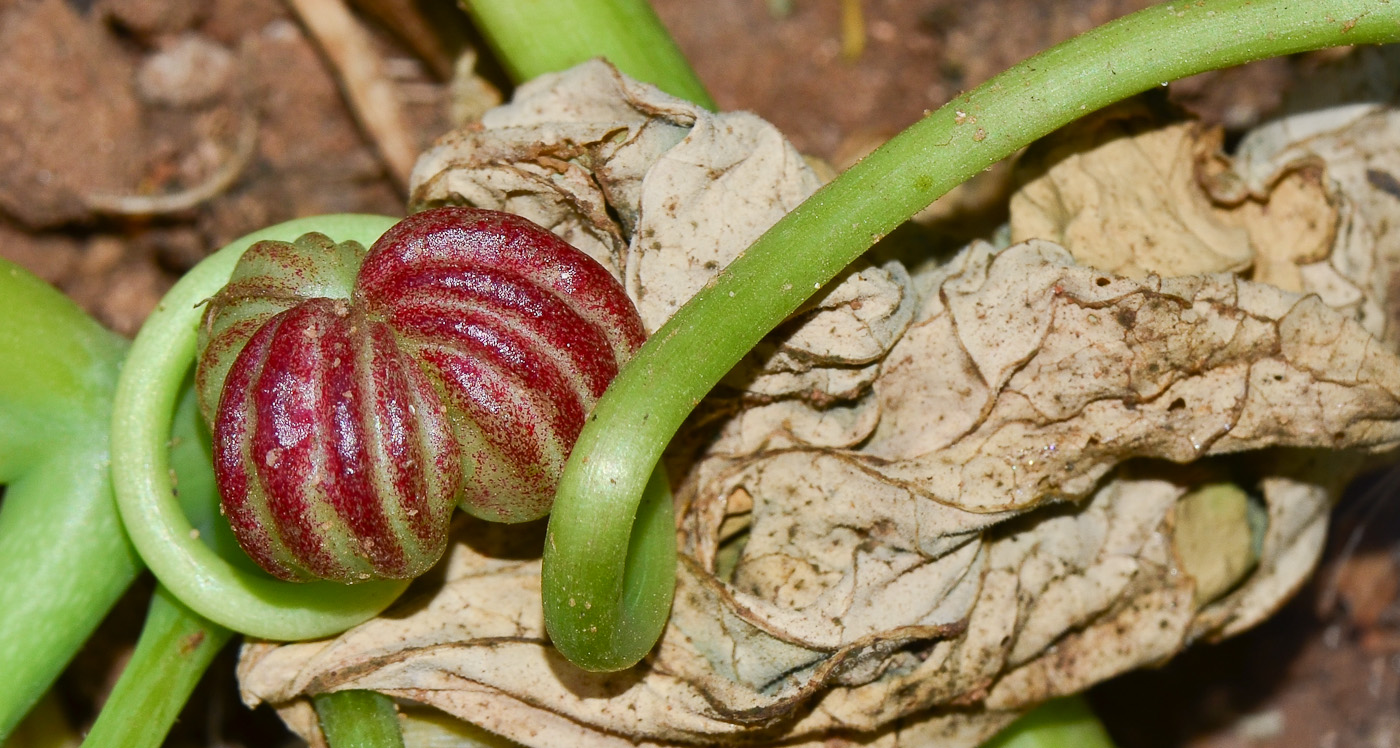 Image of Tropaeolum majus specimen.