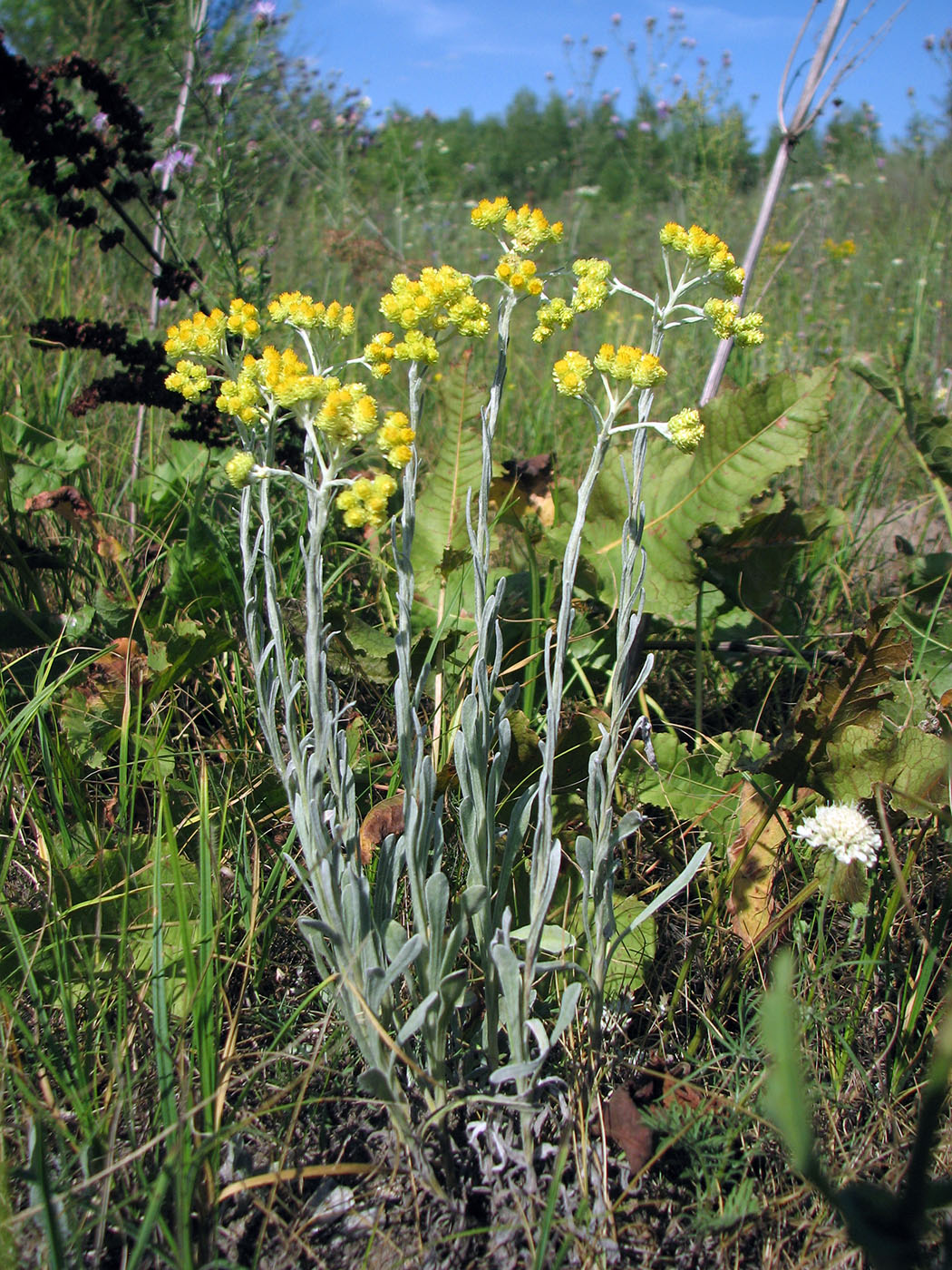 Image of Helichrysum arenarium specimen.