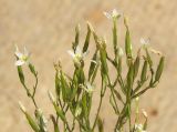 Centaurium meyeri