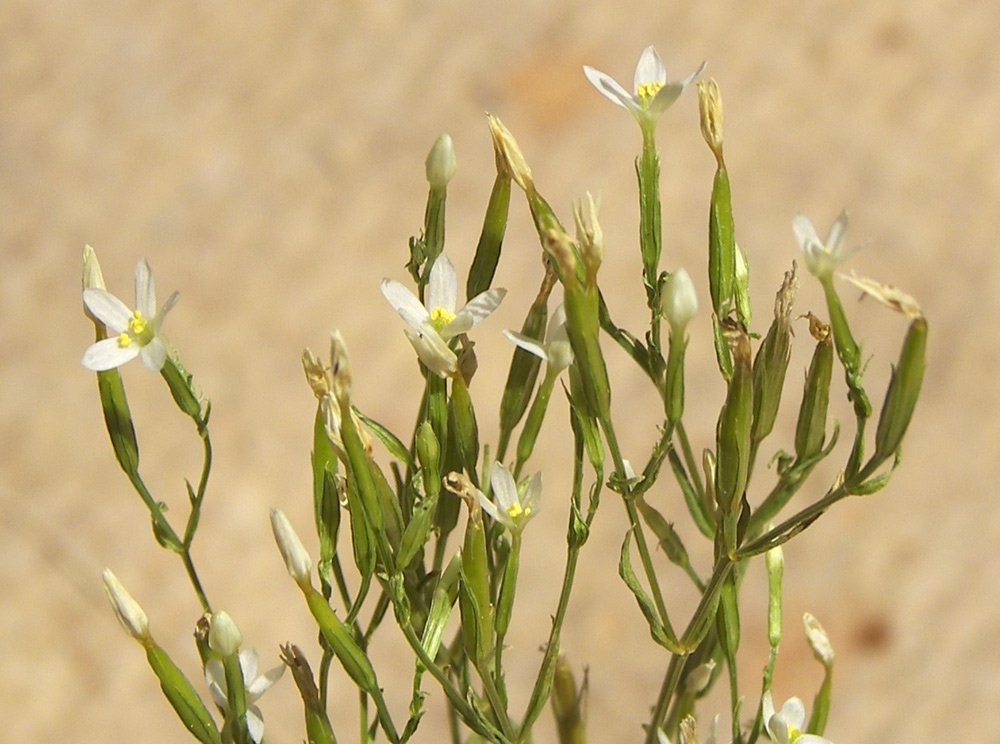 Image of Centaurium meyeri specimen.