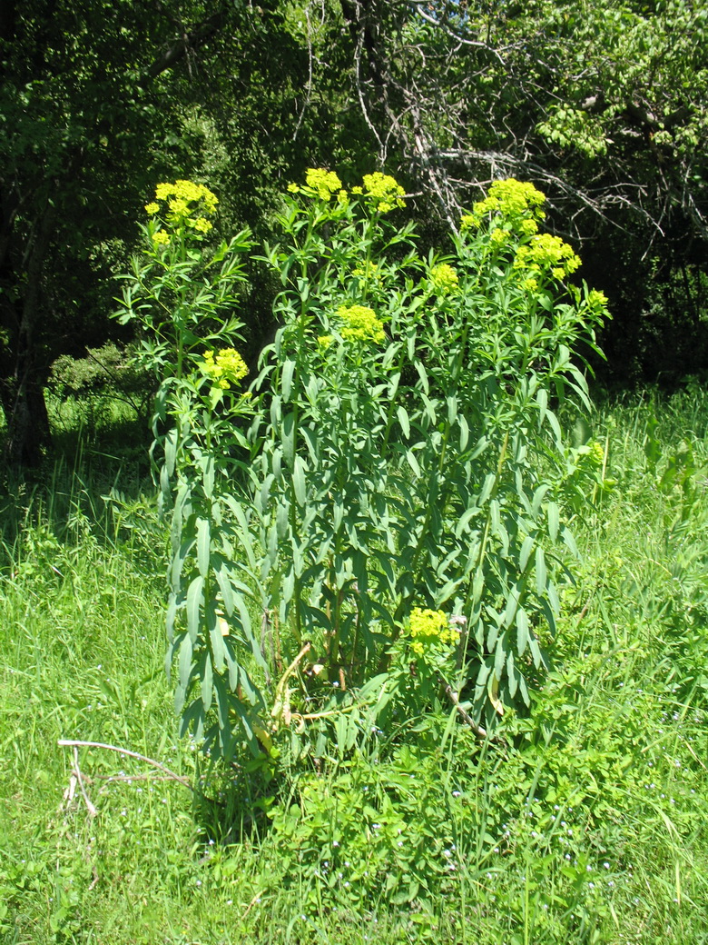 Изображение особи Euphorbia lamprocarpa.