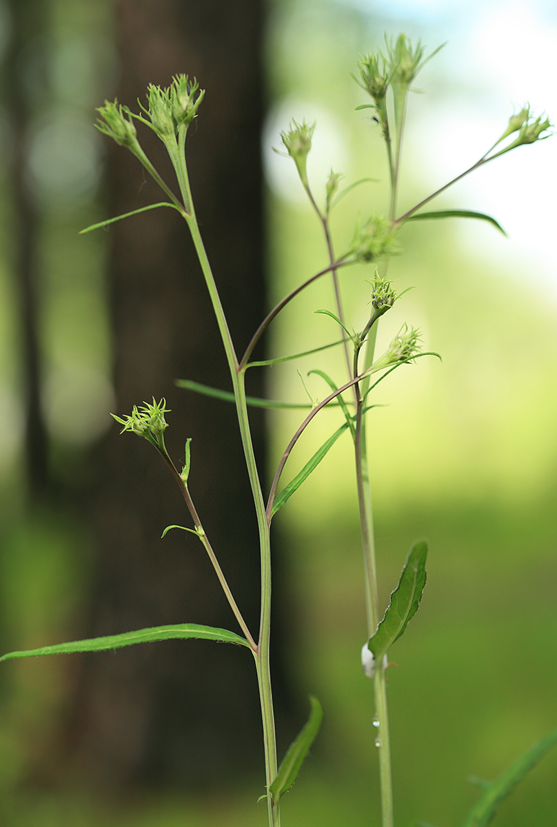 Изображение особи Saussurea odontolepis.