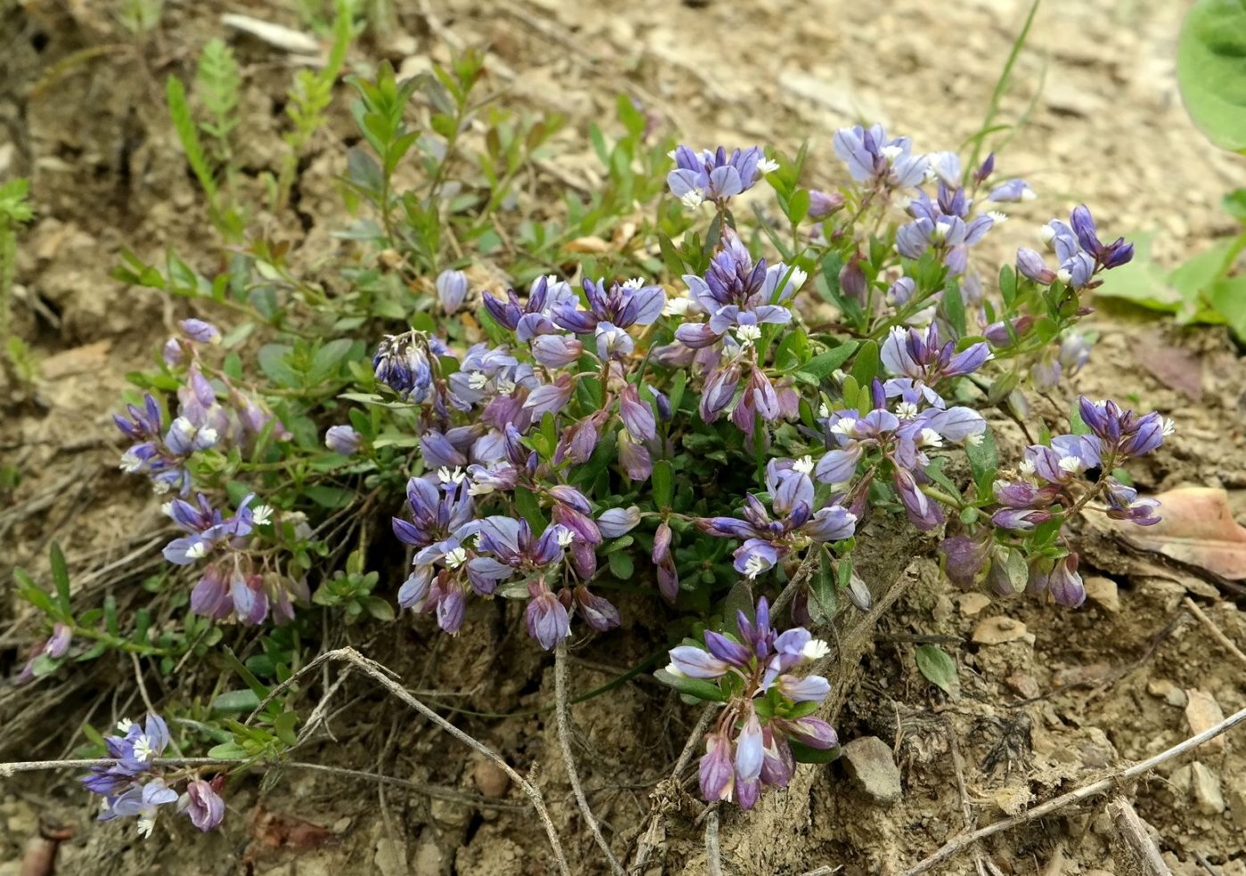 Изображение особи Polygala supina.